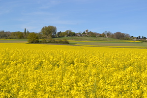 DSC 19112