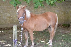 brocante montjavoult-2023-10